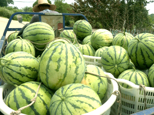 君山区：又是一年“吃瓜”季 崇庆村的西瓜成熟啦！