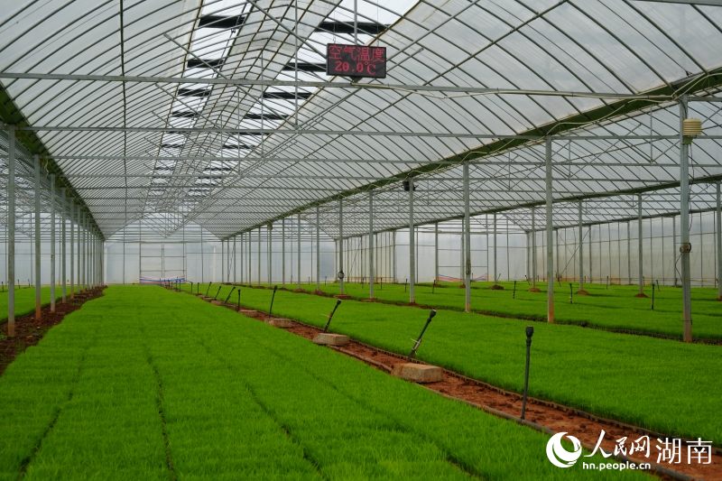 丰瑞农机合作社的育秧大棚里,秧苗茁壮成长。人民网记者 刘汕摄