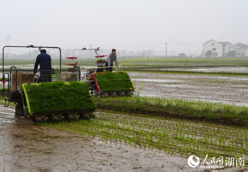 筻口双季稻大面积单产提升示范区,插秧机正在作业。人民网记者 刘汕摄